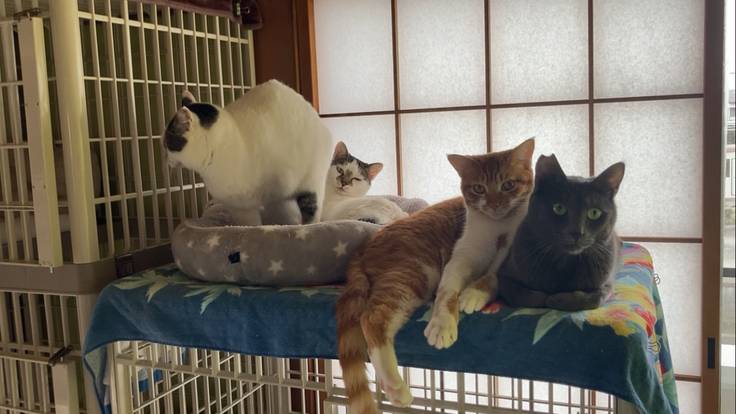 新規お客様のご紹介 にくきゅうずカフェ(保護猫カフェ)様